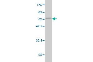 Western Blot detection against Immunogen (55. (HHEX 抗体  (AA 1-270))