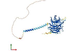 AlphaFold protein structure predicition of Human Recombinant RRP9 Protein, UniprotID O43818