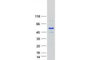 Western Blotting (WB) image for serine Palmitoyltransferase, Long Chain Base Subunit 1 (SPTLC1) (Transcript Variant 1) protein (Myc-DYKDDDDK Tag) (ABIN2732627)