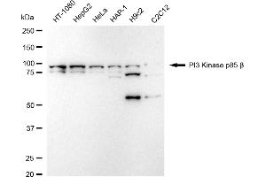 Western blotting analysis using PI3 Kinase p85 beta antibody (ABIN7799814).