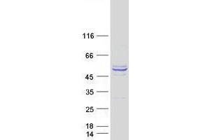 Validation with Western Blot (VWA5A Protein (Transcript Variant 2) (Myc-DYKDDDDK Tag))