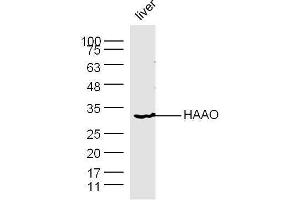 HAAO Antikörper  (AA 101-200)