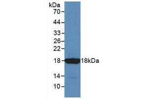 Western Blot; Sample: Recombinant SST, Mouse.