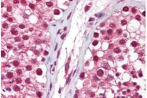Anti-NANOS1 antibody IHC staining of human testis. (Nanos Homolog 1 抗体  (AA 50-100))