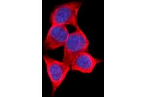 IF analysis of AKR1C1/C2 using anti-AKR1C1/C2 antibody (ABIN5692785).