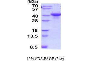 SDS-PAGE (SDS) image for Cell Adhesion Molecule 1 (CADM1) (AA 45-374) protein (His tag) (ABIN6387491) (CADM1 Protein (AA 45-374) (His tag))