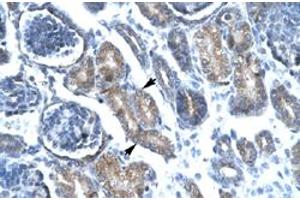Immunohistochemical staining (Formalin-fixed paraffin-embedded sections) of human kidney with FOXF1 polyclonal antibody  at 4-8 ug/mL working concentration. (FOXF1 抗体  (C-Term))