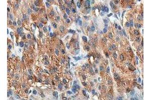 ABIN6278433 at 1/200 staining human pancreas tissue sections by IHC-P. (Cholecystokinin 抗体  (Internal Region))