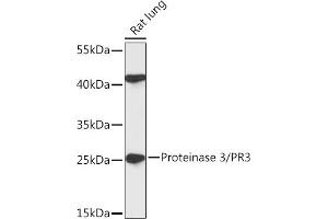 Western blot analysis of extracts of Rat lung, using Proteinase 3/PR3 antibody (ABIN7269719) at 1:1000 dilution. (PRTN3 抗体  (pArg3))