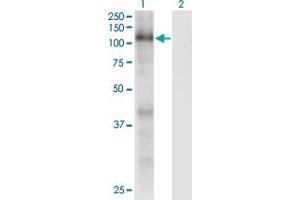Western Blot analysis of RBL1 expression in transfected 293T cell line by RBL1 monoclonal antibody (M01), clone 1A5. (p107 抗体  (AA 905-1014))