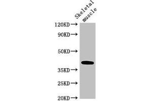 Western Blot Positive WB detected in: Mouse skeletal muscle tissue All lanes: ABO antibody at 3. (ABO 抗体  (AA 235-354))
