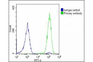 Flow Cytometry (FACS) image for anti-Solute Carrier Family 2 (Facilitated Glucose Transporter) Member 8 (SLC2A8) (AA 260-292) antibody (ABIN6242872)