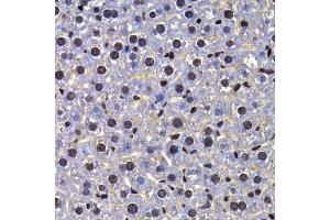 Immunohistochemistry of paraffin-embedded mouse liver using FIP1L1 antibody. (FIP1L1 抗体)