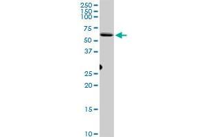 CEP55 MaxPab polyclonal antibody. (CEP55 抗体  (AA 1-464))