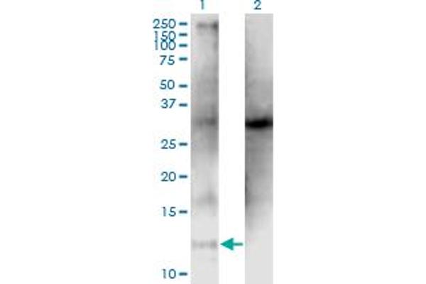 CLPS anticorps  (AA 23-112)