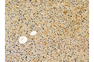 ABIN7095288 and ABIN7099345 at 1/100 staining mouse liver tissue by IHC-P.