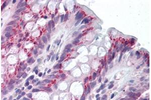 Human Colon (formalin-fixed, paraffin-embedded) stained with IDO1 antibody ABIN292259 at 2. (IDO1 抗体  (AA 129-141))
