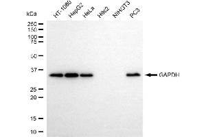 Western blotting analysis using GAPDH antibody (ABIN7798764).