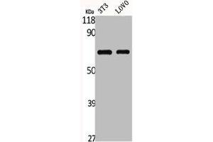 Western Blot analysis of NIH-3T3 LOVO cells using GNL3L Polyclonal Antibody (GNL3L 抗体  (Internal Region))