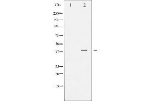 Western blot analysis of JunB phosphorylation expression in HeLa whole cell lysates,The lane on the left is treated with the antigen-specific peptide. (JunB 抗体  (pSer259))