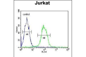 Flow cytometric analysis of Jurkat cells (right histogram) compared to a negative control cell (left histogram). (TMEM150A 抗体  (AA 81-108))