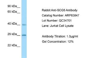 Western Blotting (WB) image for anti-Secretogranin V (7B2 Protein) (SCG5) (N-Term) antibody (ABIN2789643) (SCG5 抗体  (N-Term))