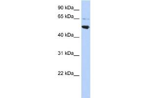 WB Suggested Anti-AP3M2 Antibody Titration: 0. (AP3M2 抗体  (Middle Region))
