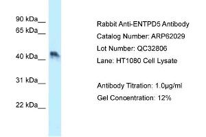 Western Blotting (WB) image for anti-Ectonucleoside Triphosphate diphosphohydrolase 5 (ENTPD5) (N-Term) antibody (ABIN2788995)