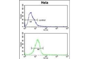 D Antibody (N-term) (ABIN652210 and ABIN2840792) flow cytometric analysis of Hela cells (bottom histogram) compared to a negative control cell (top histogram). (DPP8 抗体  (N-Term))