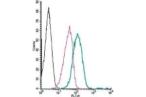 Cell surface detection of β1-Adrenergic Receptor by direct flow cytometry in live intact human  monocytic leukemia cells: + Rabbit IgG isotype control-FITC.