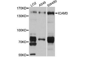 Western blot analysis of extracts of various cells, using ICAM3 antibody. (ICAM-3/CD50 抗体)
