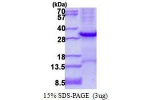 Image no. 1 for Tryptase beta 2 (TPSB2) (AA 31-275) protein (His tag) (ABIN1098685)