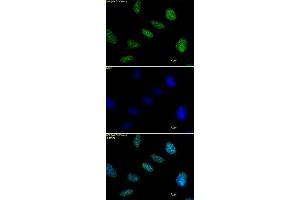 Histone H1 antibody tested by immunofluorescence. (Histone H1 抗体)