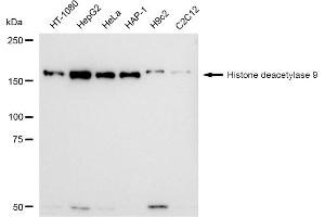 anti-Histone Deacetylase 9 (HDAC9) antibody