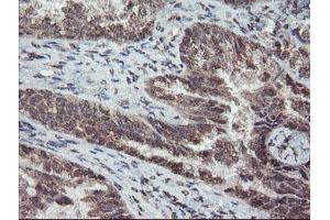 Image no. 2 for anti-Tryptophan 2,3-Dioxygenase (TDO2) antibody (ABIN1501352) (TDO2 抗体)