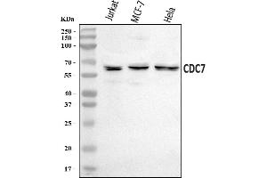 Western blot analysis of CDC7 using anti-CDC7 antibody (ABIN7600131).