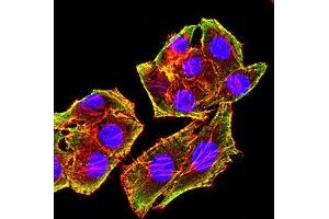Immunofluorescence analysis of Hela cells using MSH6 mouse mAb (green). (MSH6 抗体  (AA 374-540))