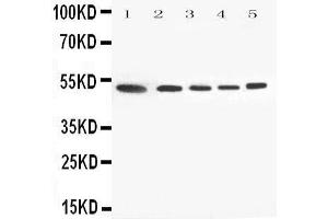 Western Blotting (WB) image for anti-Annexin A7 (ANXA7) (AA 445-460), (C-Term) antibody (ABIN3044073) (Annexin VII 抗体  (C-Term))