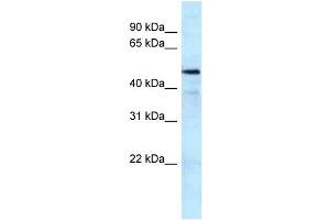 WB Suggested Anti-KAT5 Antibody Titration: 1. (KAT5 抗体  (C-Term))