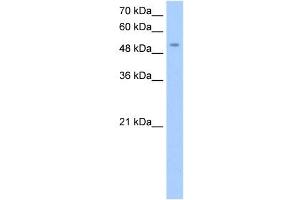 MFNG antibody used at 0. (Manic Fringe 抗体  (Middle Region))