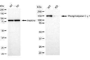 Western blotting analysis using phospholipase C gamma 1 antibody (ABIN7799824).