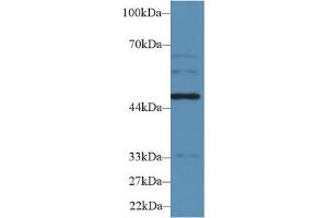 Western Blot; Sample: Human HepG2 cell lysate; Primary Ab: 2µg/ml Rabbit Anti-Rat WARS Antibody Second Ab: 0. (WARS 抗体  (AA 140-347))