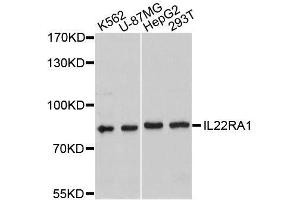 Western blot analysis of extracts of various cell lines, using IL22RA1 antibody.