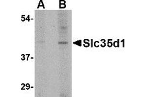 Western Blotting (WB) image for anti-Solute Carrier Family 35 (UDP-Glucuronic Acid/UDP-N-Acetylgalactosamine Dual Transporter), Member D1 (SLC35D1) (C-Term) antibody (ABIN1030675) (SLC35D1 抗体  (C-Term))