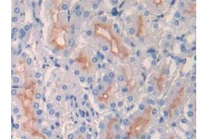 IHC-P analysis of Mouse Kidney Tissue, with DAB staining. (MME 抗体  (AA 455-750))