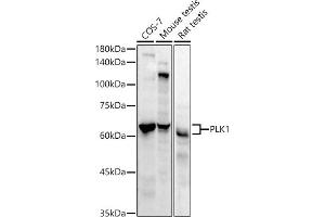 Western blot analysis of extracts of various cell lines, using PLK1 antibody (ABIN7269436) at 1:1000 dilution. (PLK1 抗体)