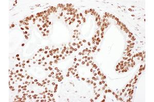 Immunohistochemistry (IHC) image for anti-Tripartite Motif Containing 28 (TRIM28) (AA 1-50) antibody (ABIN7453437)