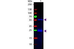 Western Blot of Donkey anti-Guinea Pig IgG Fluorescein Conjugated Antibody. (驴 anti-豚鼠 IgG (Heavy & Light Chain) Antibody (FITC) - Preadsorbed)