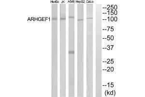 Western Blotting (WB) image for anti-rho Guanine Nucleotide Exchange Factor (GEF) 1 (ARHGEF1) (Internal Region) antibody (ABIN1852024) (ARHGEF1 抗体  (Internal Region))