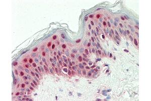 Anti-SYNCRIP / HnRNP Q antibody IHC staining of human skin. (SYNCRIP 抗体  (HRP))